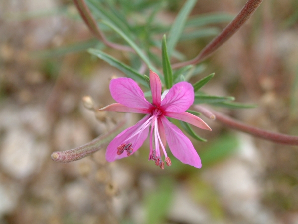 Chamaenerion dodonaei  (ex Epilobium dodonaei)/ Garofanino di Dodonaeus